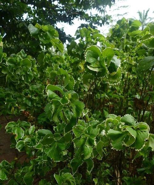 铁苋菜花语有何特别之处？它象征着什么？