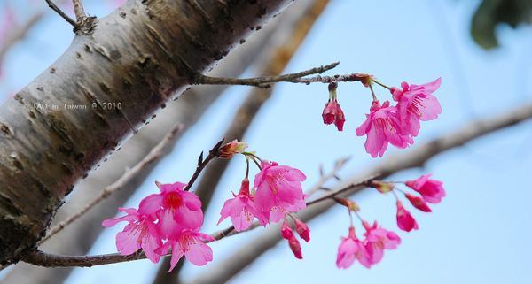 樱花神花语蝶是什么意思？它有哪些寓意？