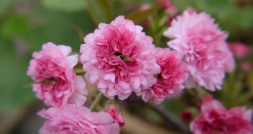 樱花神花语蝶是什么意思？它有哪些寓意？