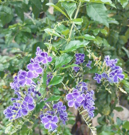 假连翘果花语有何深意？它代表了什么？