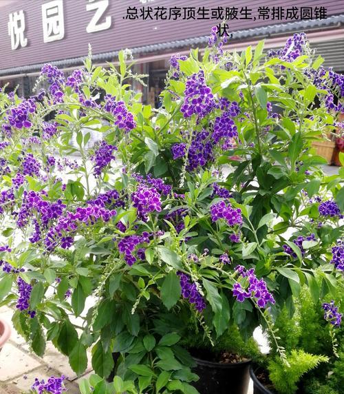 假连翘果花语有何深意？它代表了什么？