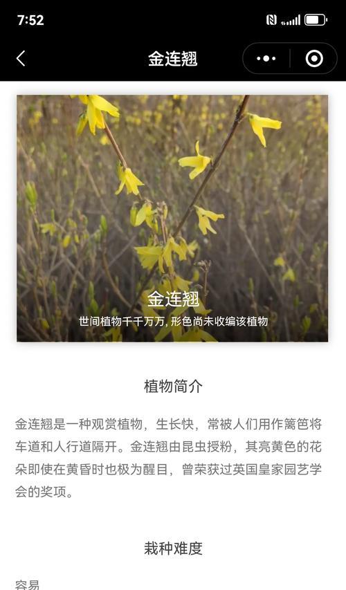 假连翘果花语有何深意？它代表了什么？