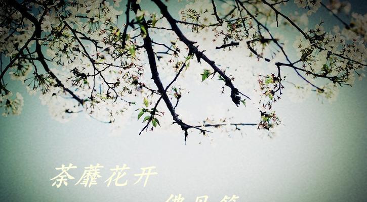 荼蘼花的花语是什么？它传递了哪些信息？