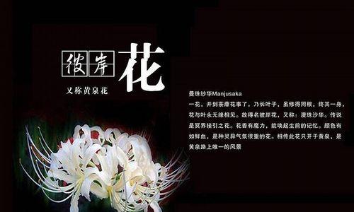 荼蘼花的花语是什么？它传递了哪些信息？