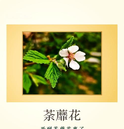 荼蘼花的花语是什么？它传递了哪些信息？