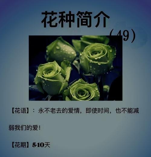 玫瑰花语初恋是什么？如何表达初恋的情感？