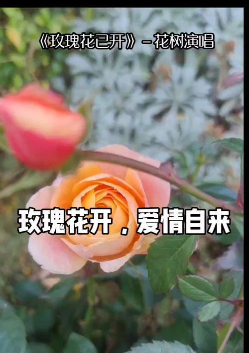玫瑰花语初恋是什么？如何表达初恋的情感？