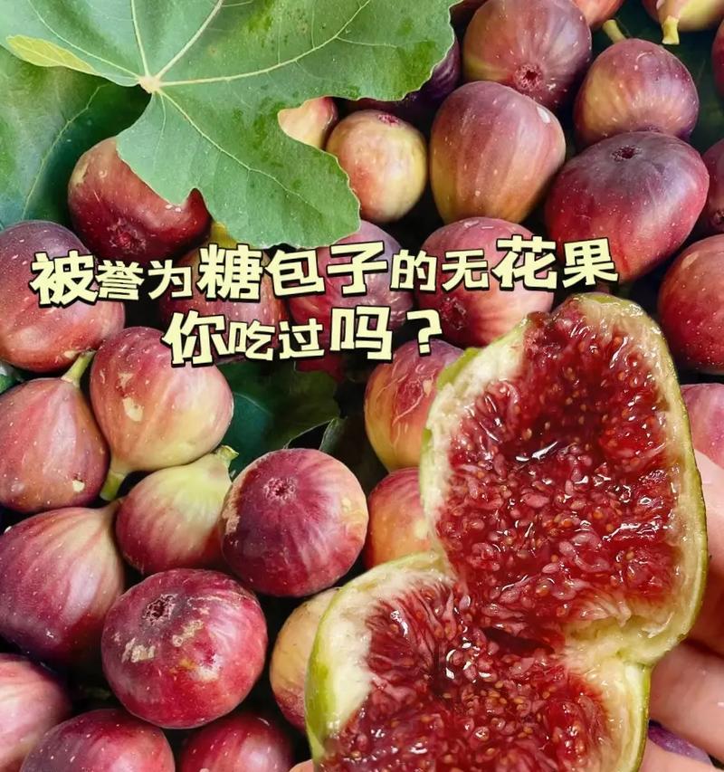无花果花的花语有哪些含义？如何解读无花果花的花语？