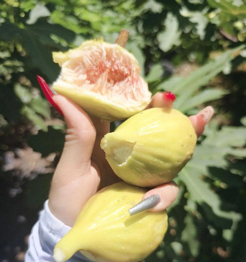 无花果花的花语有哪些含义？如何解读无花果花的花语？