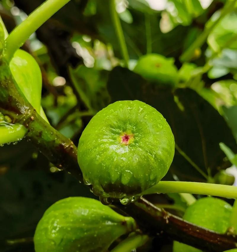 无花果花的花语有哪些含义？如何解读无花果花的花语？