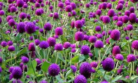 黑莲花的花语代表什么？黑莲花的寓意有哪些？