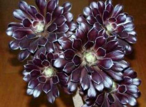 黑莲花的花语代表什么？黑莲花的寓意有哪些？