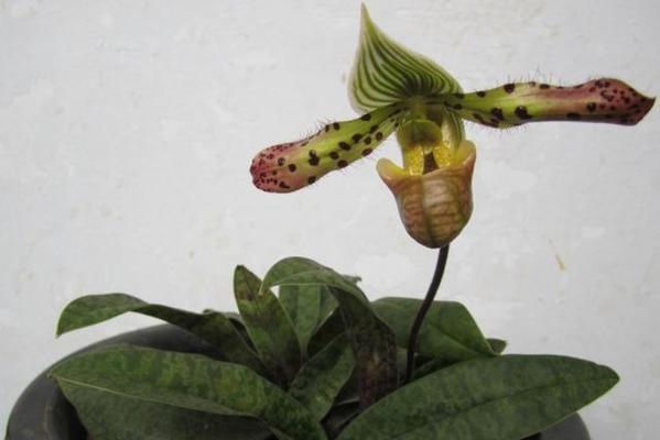 飘带兜兰花语是什么？飘带兜兰的花语有何特殊含义？