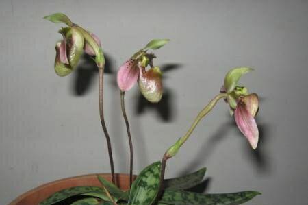 飘带兜兰花语是什么？飘带兜兰的花语有何特殊含义？
