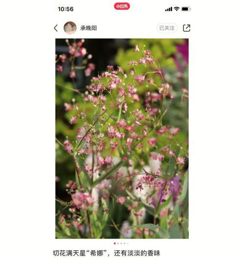 甘草花的花语有哪些？甘草花的寓意是什么？