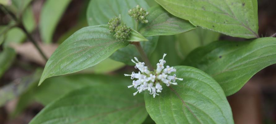 甘草花的花语有哪些？甘草花的寓意是什么？
