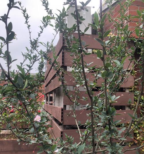 所有树的花语是什么？树木的花语有哪些共同点？