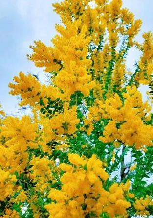 所有树的花语是什么？树木的花语有哪些共同点？