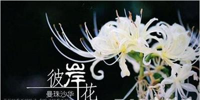 花语石的来历是什么？花语石的传说有哪些？