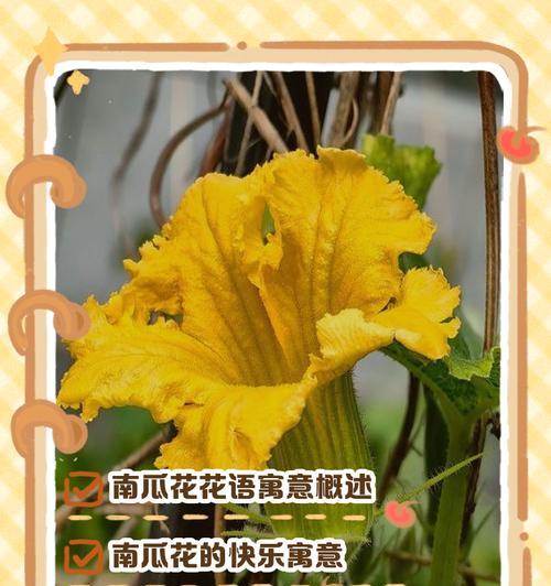 葫芦花语寓意是什么？葫芦的花语有何特别之处？