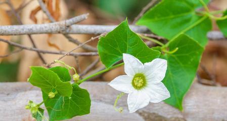葫芦花语寓意是什么？葫芦的花语有何特别之处？