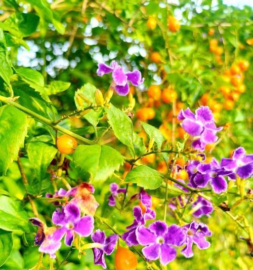 假连翘叶的花语是什么？假连翘叶的寓意有何深意？