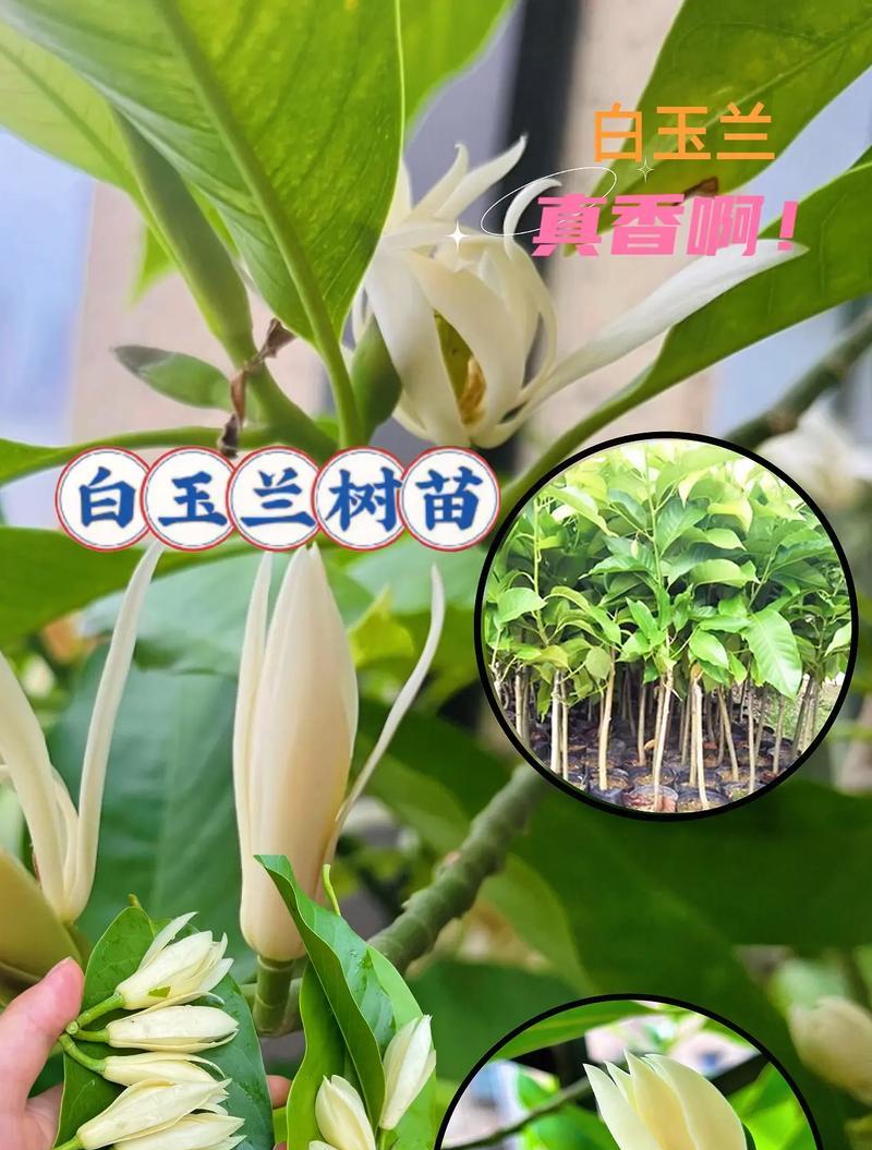 百玉兰的花语有哪些？百玉兰的寓意是什么？