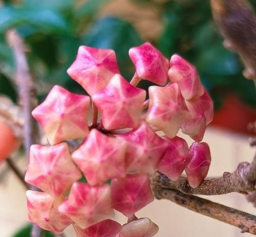 白色球兰的花语是什么？白色球兰的寓意有何特别？
