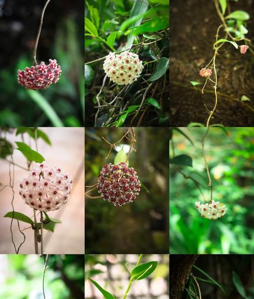 白色球兰的花语是什么？白色球兰的寓意有何特别？