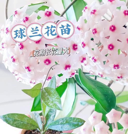 白色球兰的花语是什么？白色球兰的寓意有何特别？