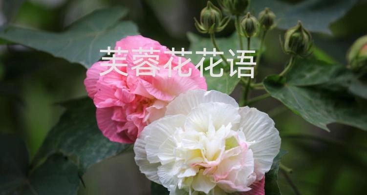 哪些花的花语比较特殊？特殊花语的花有哪些？