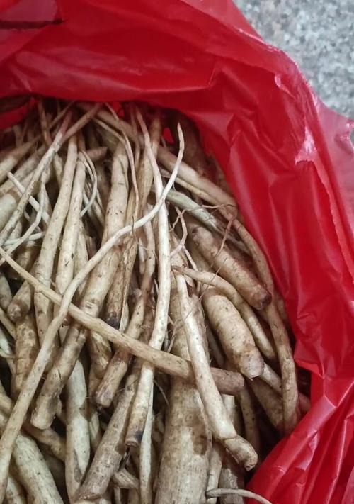指大蓟的花语是什么？指大蓟的寓意有何深意？