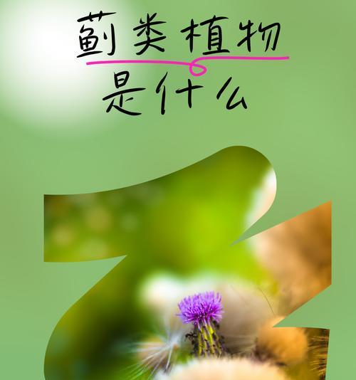 蓟的花语希望是什么？蓟的寓意有何特别之处？