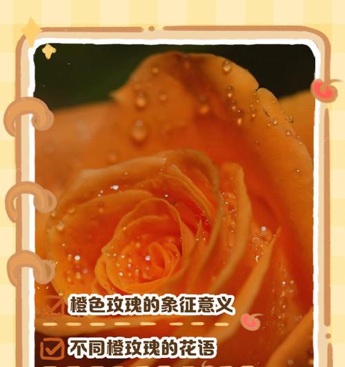 王子玫瑰的花语是什么？王子玫瑰的寓意有哪些？