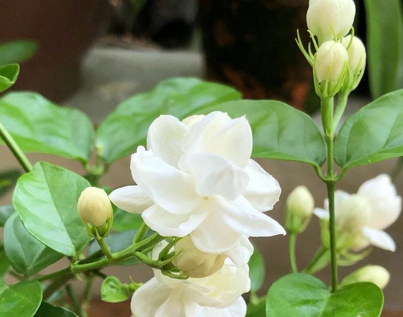 茉莉花的花语是什么？茉莉花期的寓意有哪些？