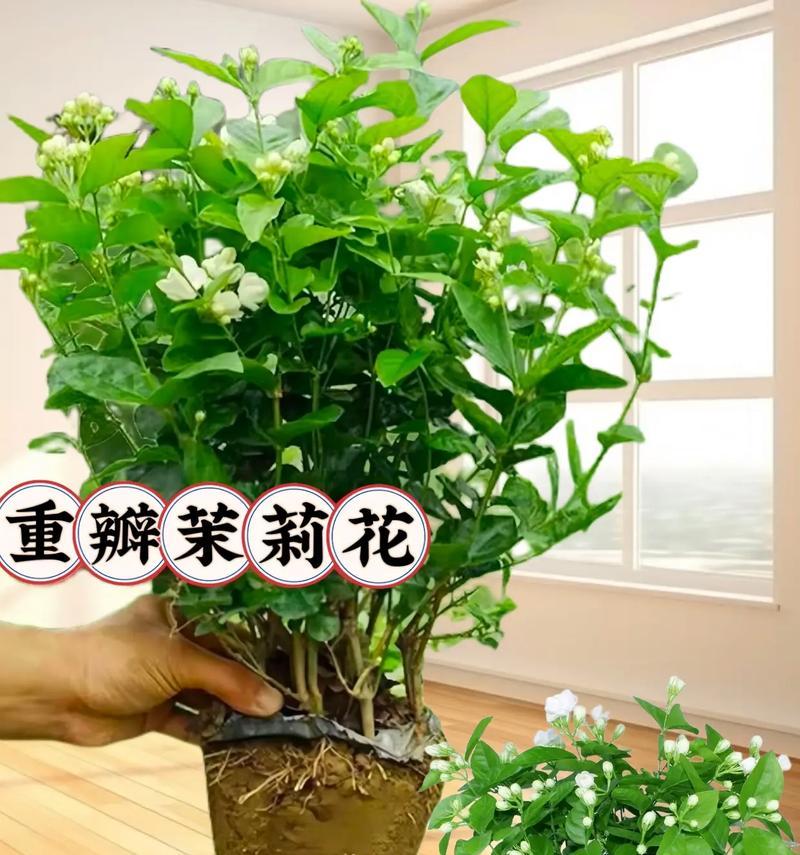 茉莉花的花语是什么？茉莉花期的寓意有哪些？
