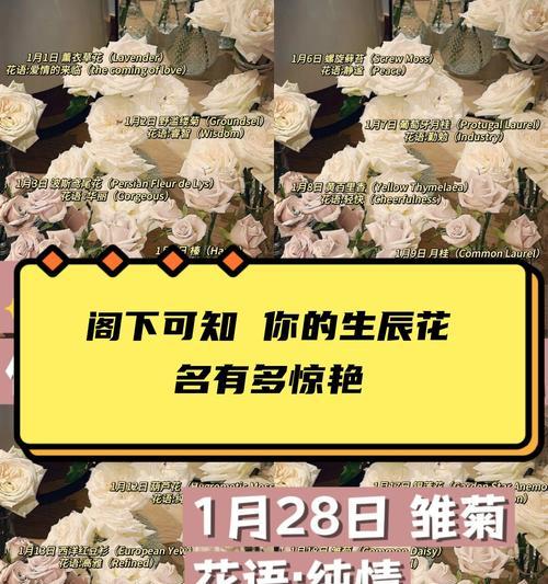 花语弄是什么意思？花语弄的含义有哪些？