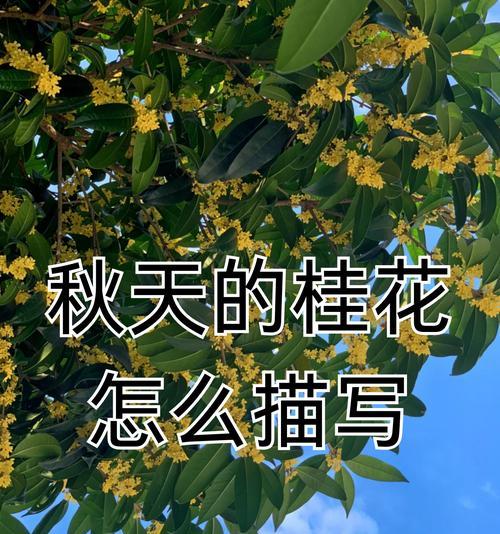 桂花的花语是什么？如何用桂花花语表达情感？