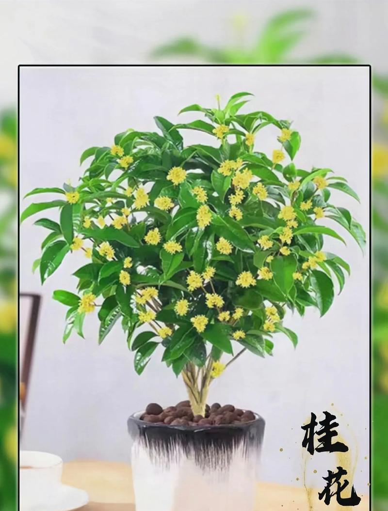 桂花的花语是什么？如何用桂花花语表达情感？