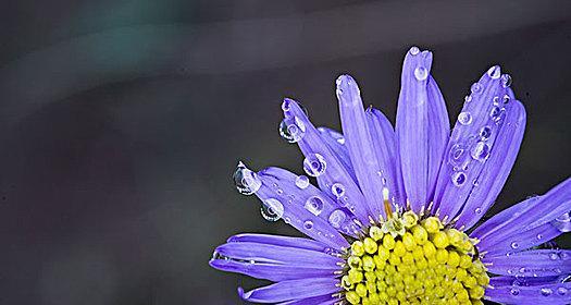 狗娃花的花语是什么？狗娃花语有何特别之处？