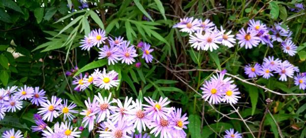 狗娃花的花语是什么？狗娃花语有何特别之处？