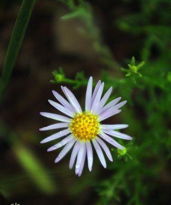 狗娃花的花语是什么？狗娃花语有何特别之处？