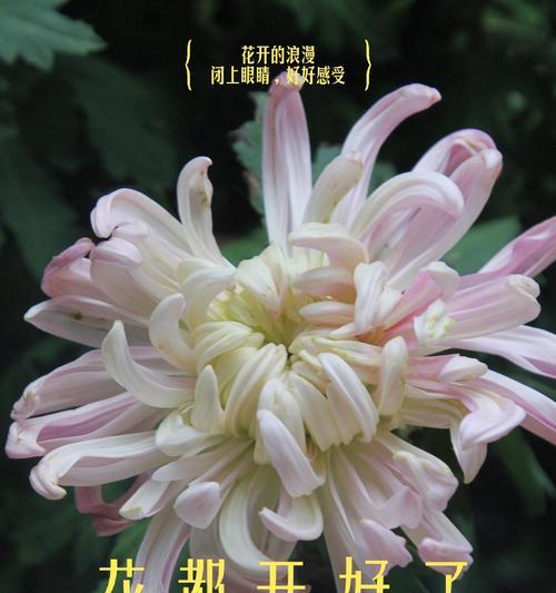 金刚菊的花语代表什么？金刚菊花语有何含义？