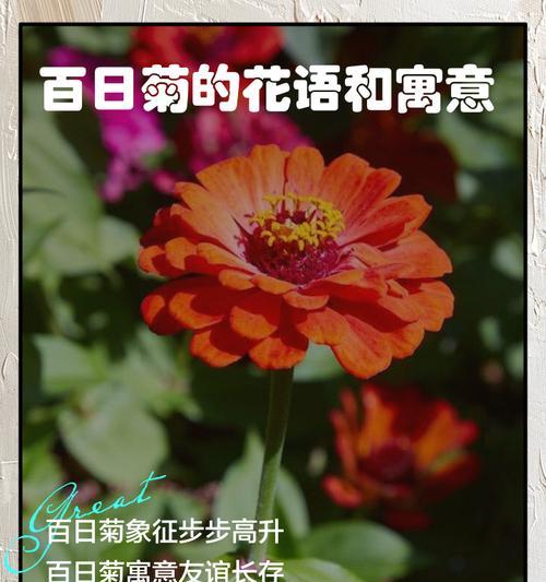 金刚菊的花语代表什么？金刚菊花语有何含义？