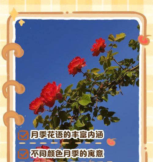 法国月季的花语是什么？法国月季花语有何深意？