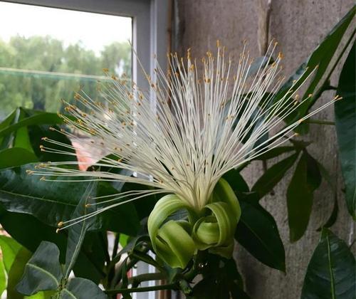 不开花的植物有花语吗？不开花植物的花语含义是什么？