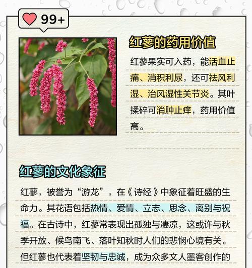 箭头蓼的花语有哪些？箭头蓼花语的寓意是什么？