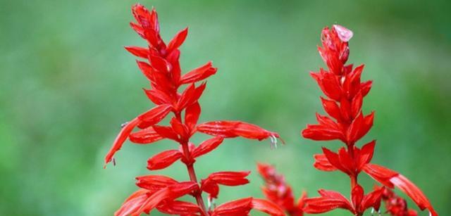 冬珊瑚的花语是什么？冬珊瑚花语有何含义？