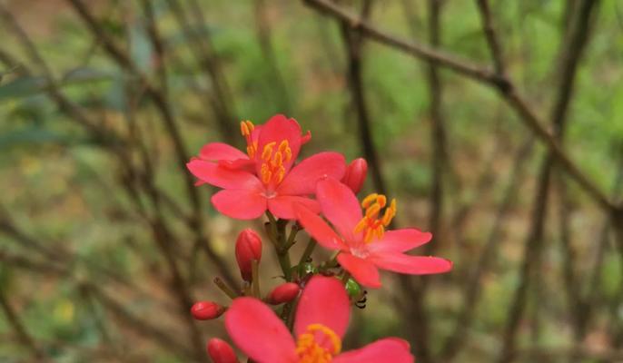 冬珊瑚的花语是什么？冬珊瑚花语有何含义？