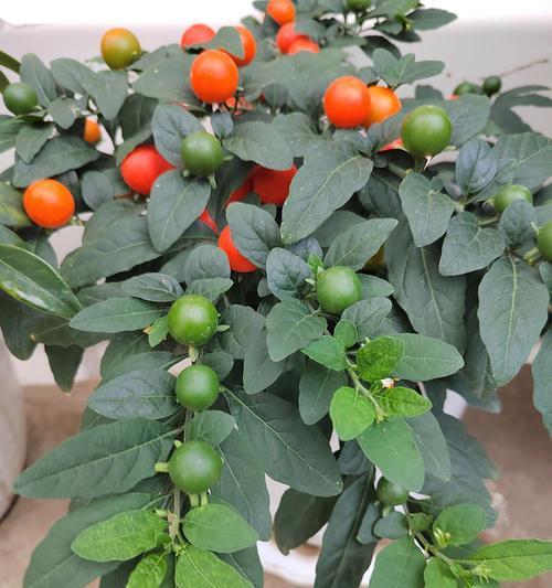 冬珊瑚的花语是什么？冬珊瑚花语有何含义？